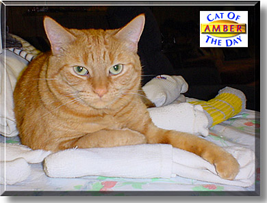 Amber, the Cat of the Day