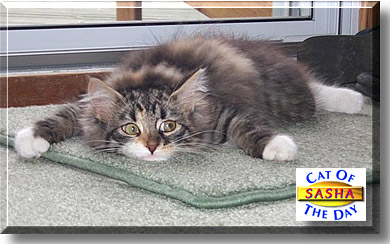 Princess Sasha, the Cat of the Day