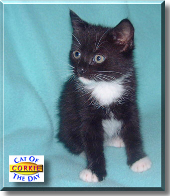 Corkie, the Cat of the Day
