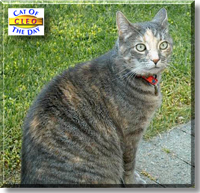 Cleo, the Cat of the Day