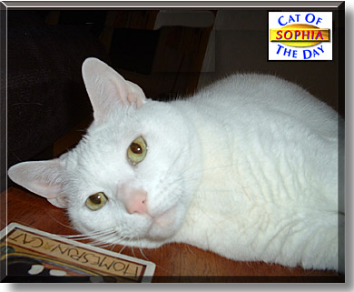 Sophia, the Cat of the Day