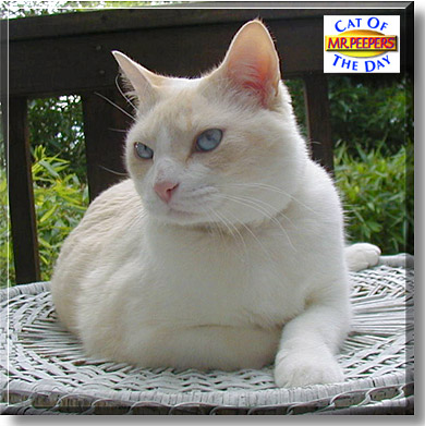 Mr. Peepers, the Cat of the Day