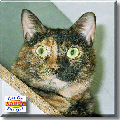 Ronny, the Cat of the Day