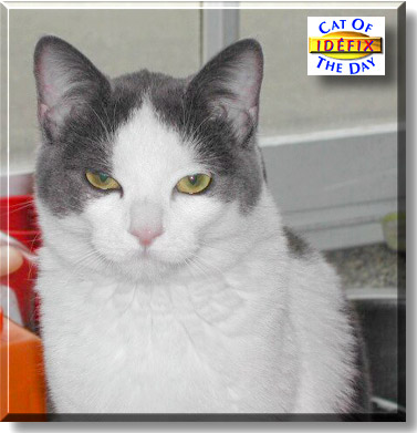 Idéfix, the Cat of the Day