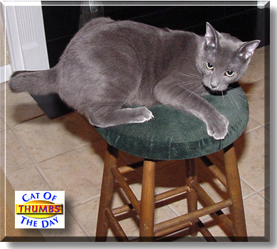 Thumbs, the Cat of the Day
