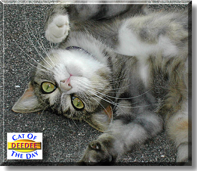 Deedee, the Cat of the Day