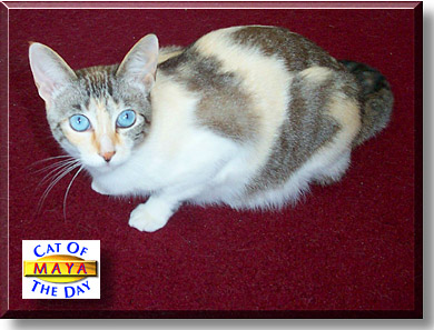 Maya Laquita Linn, the Cat of the Day