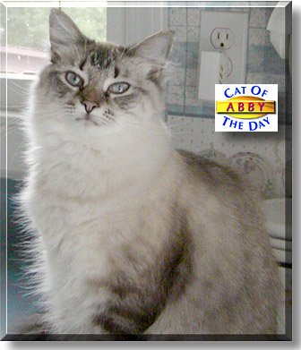 Abby, the Cat of the Day