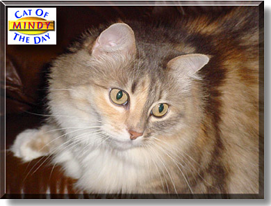 Mindy, the Cat of the Day