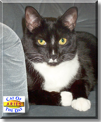 Aries, the Cat of the Day