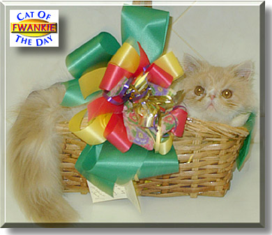 Fwankie, the Cat of the Day