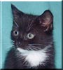 Corkie