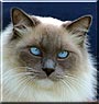 Mistoffelees