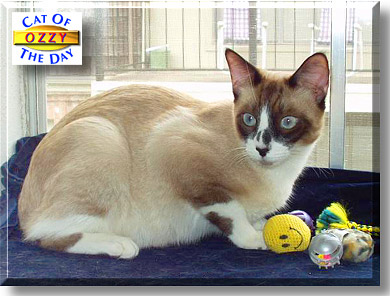 Ozzy, the Cat of the Day