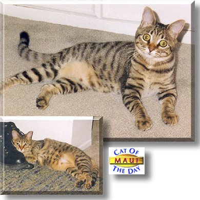 Maui, the Cat of the Day
