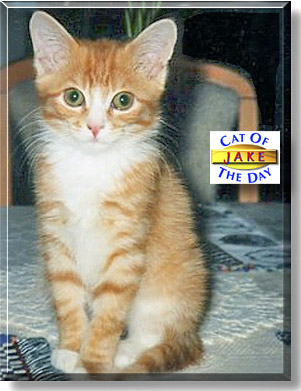 Jake, the Cat of the Day
