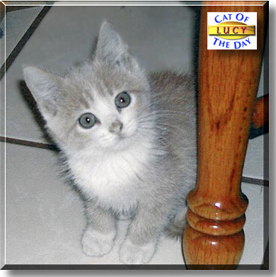 Lucy, the Cat of the Day