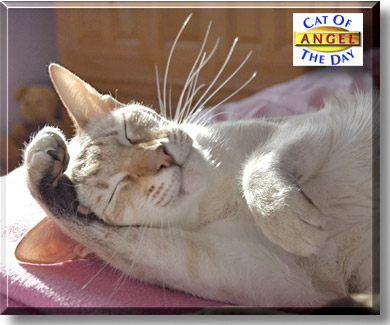 Angel, the Cat of the Day
