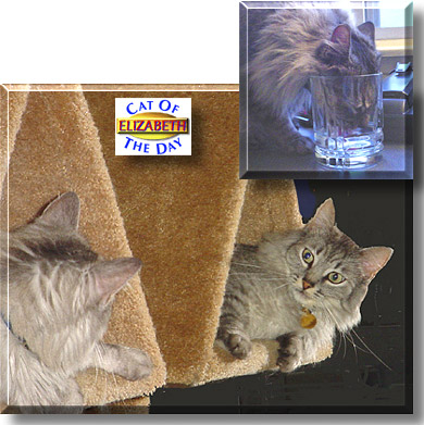 Elizabeth, the Cat of the Day