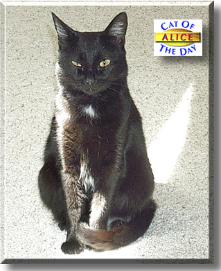 Alice, the Cat of the Day