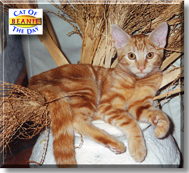 Beanie, the Cat of the Day
