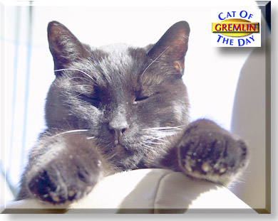 Gremlin, the Cat of the Day