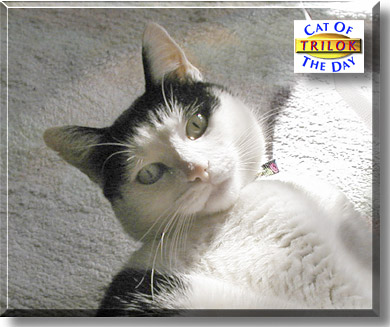 Trilock, the Cat of the Day