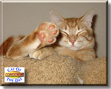 Corkscrew, the Cat of the Day