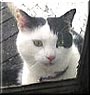 Kitty