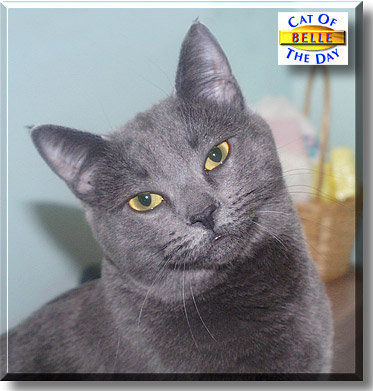 Belle, the Cat of the Day