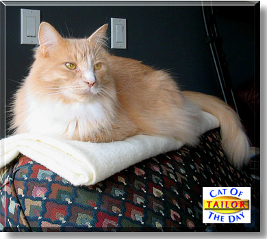 Tailor, the Cat of the Day