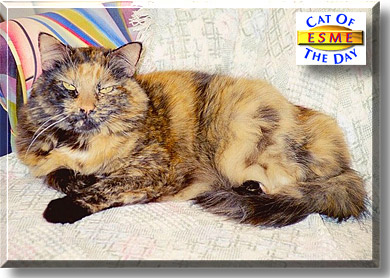 Esme, the Cat of the Day
