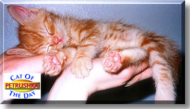 Petrushka, the Cat of the Day