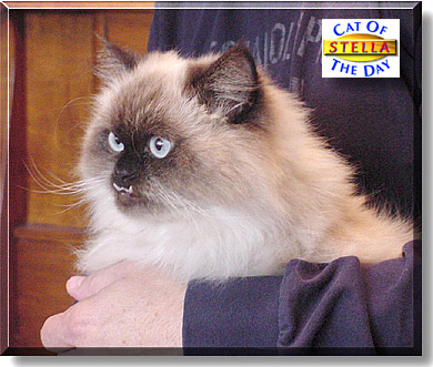 Stella, the Cat of the Day