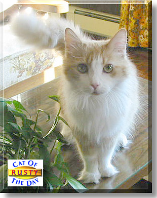 Rusty, the Cat of the Day