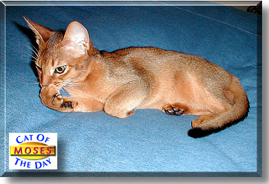 Moses, the Cat of the Day