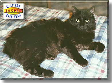 Jasper, the Cat of the Day
