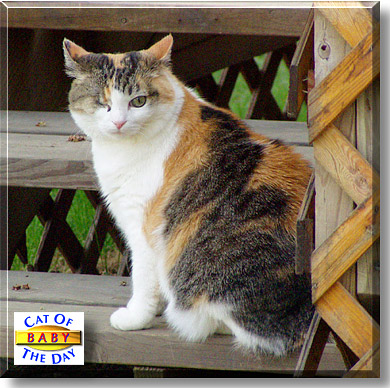 Baby, the Cat of the Day