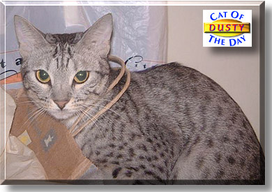 Dusty, the Cat of the Day