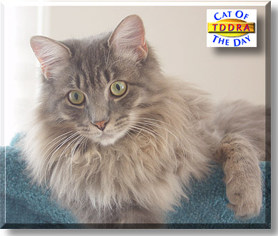 TDDRA, the Cat of the Day
