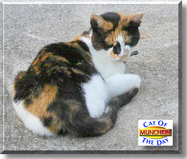 Munchkin, the Cat of the Day
