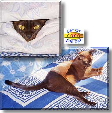 Coco, the Cat of the Day