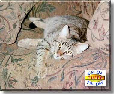 Tuffy, the Cat of the Day