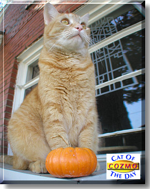 Cozmo, the Cat of the Day