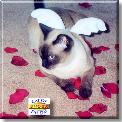 Bijoux, the Cat of the Day