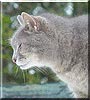 Nermal