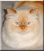 Beezley