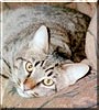 Tuffy