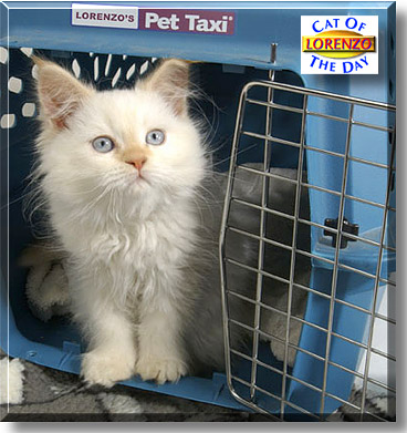 Lorenzo, the Cat of the Day
