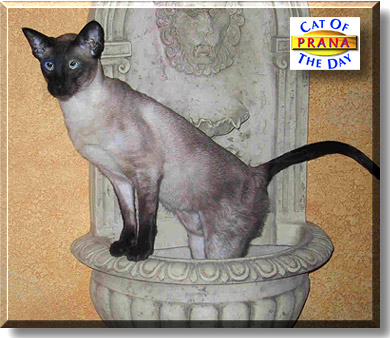 Prana, the Cat of the Day